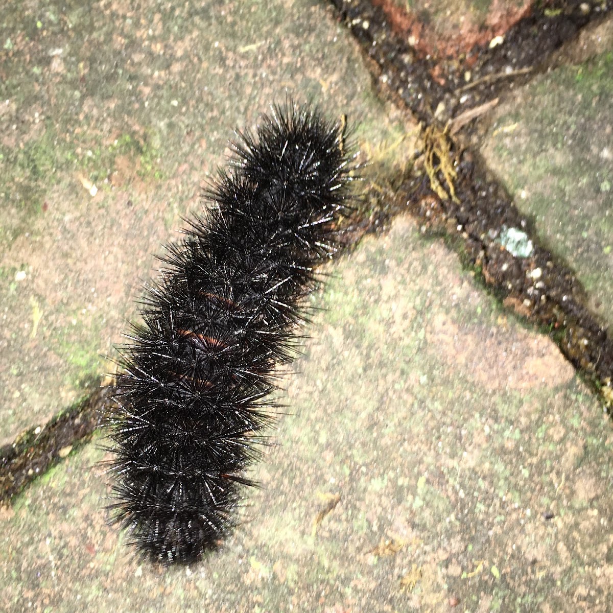 Giant Leopard Moth