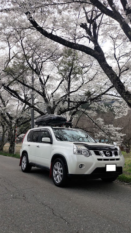 エクストレイルのDNT31 エクストレイル・31 エクストレイル・桜コラボ🌸・桜トンネル・桜舞い散る中に忘れた記憶と……に関するカスタム事例の投稿画像1枚目