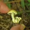 Unknown Mushroom