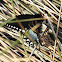 Spicebush Swallowtail