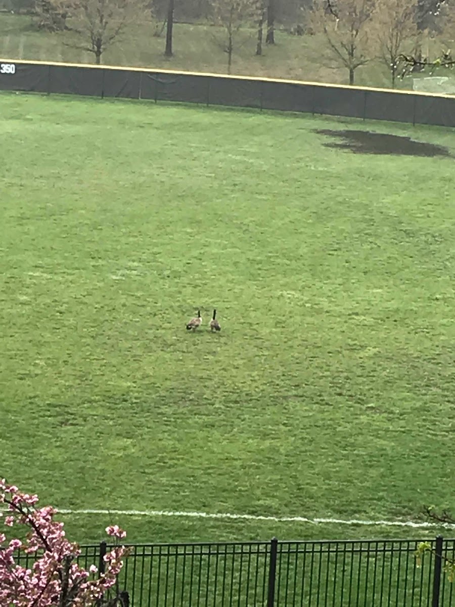 Branta canadensis