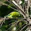 Orange-chinned Parakeet