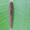 Caterpillar of Owl Butterfly