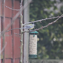 Great tit