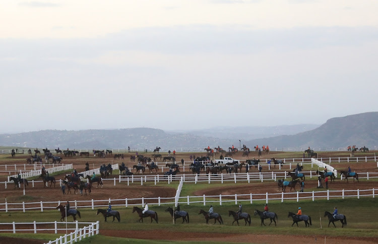 Horses lineup as they train in the morning at Summerveld Horse Training Centre in KwaZulu-Natal.