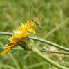 Katydid