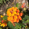 Lantana