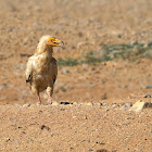 Alimoche común (Egyptian vulture)