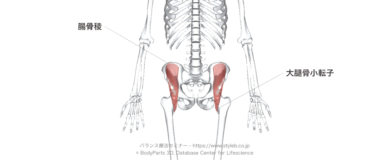 腸骨筋