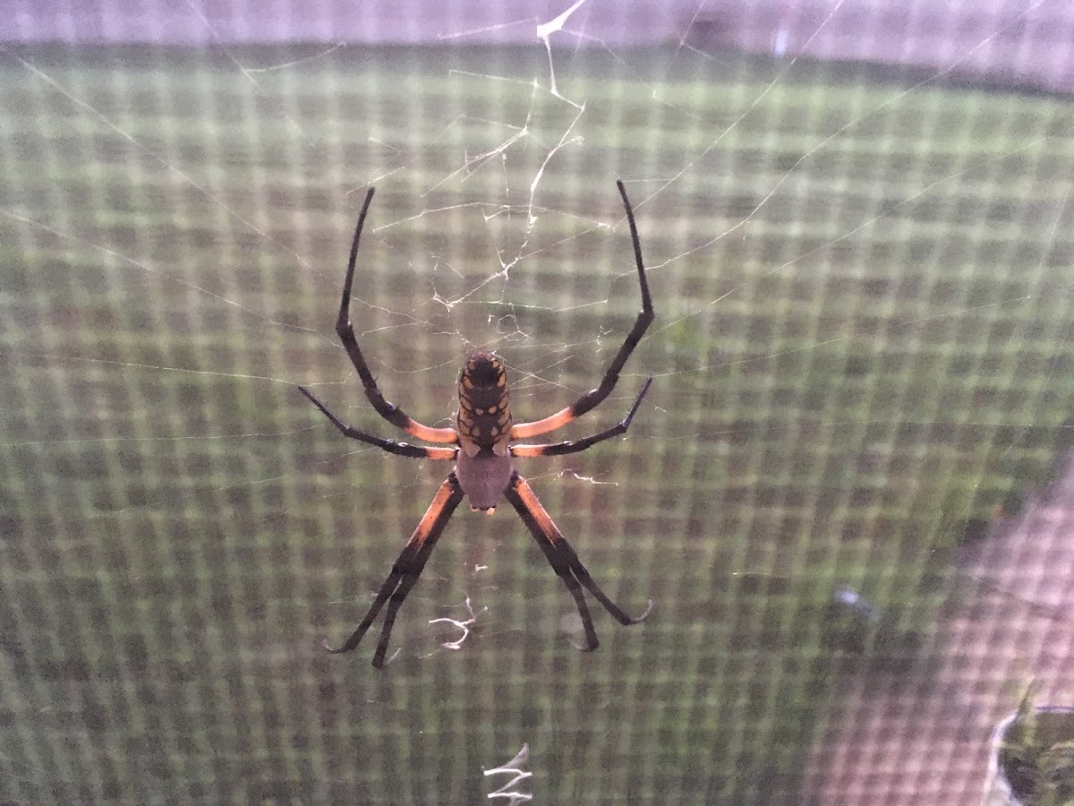 Yellow Garden Spider