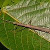 Stick Insect, Phasmid - Female