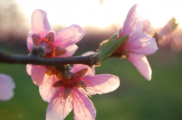 Fiori rosa fiori di pesco ... di fantamas