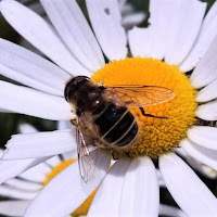 La natura va protetta! di 