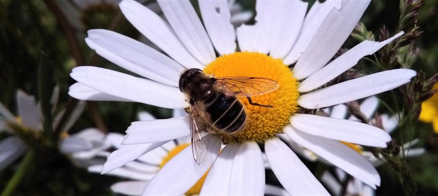 La natura va protetta! di AB96