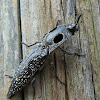 Eyed Click Beetle