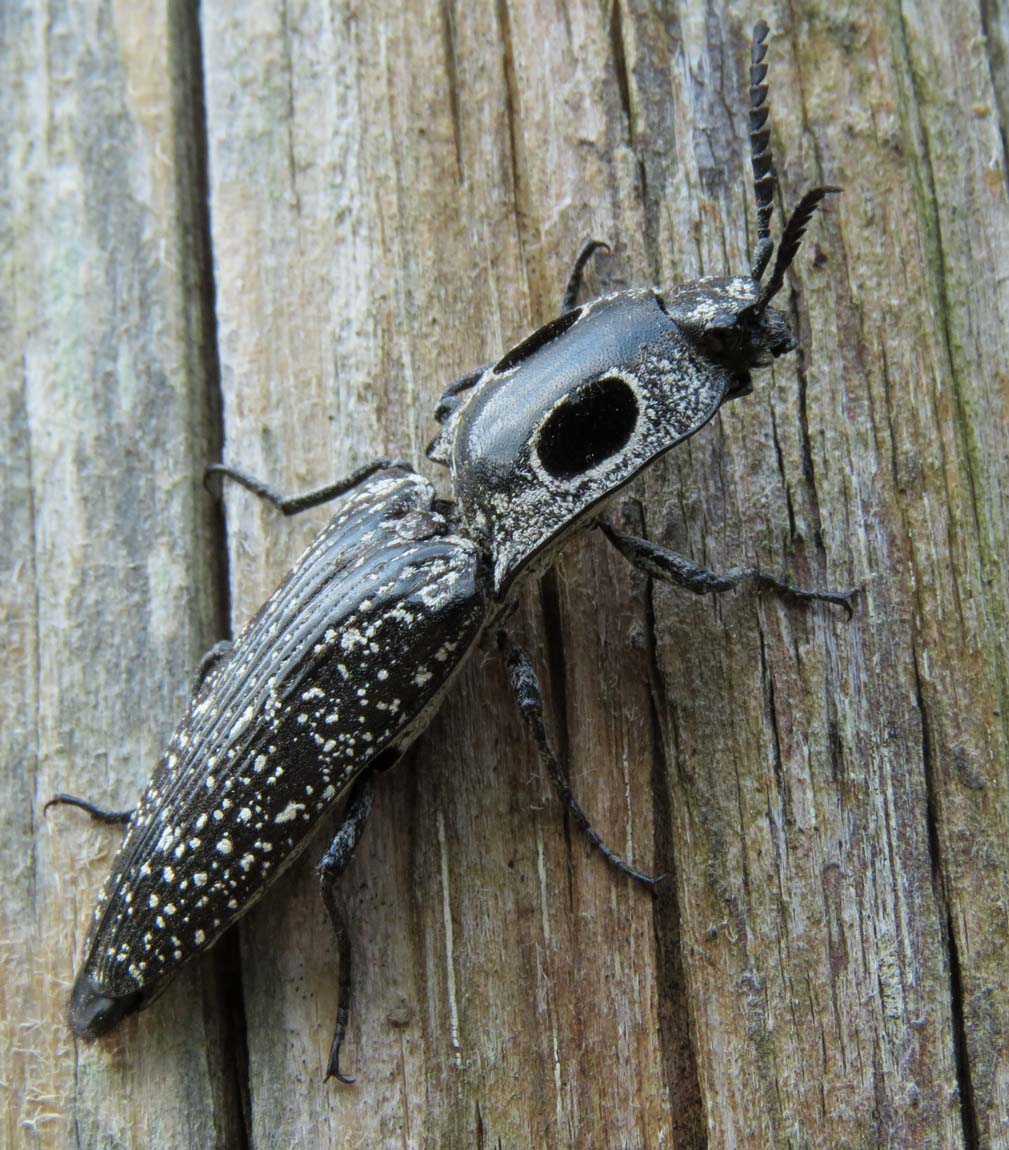 Eyed Click Beetle