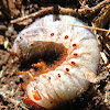 Rhinoceros Beetle (larvae)