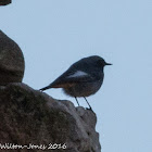 Black Redstart; Colirrojo Tizón