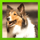 Download Shetland Sheepdog For PC Windows and Mac 1.7