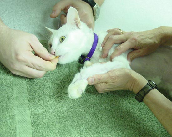 The cat was treated as in-patient for a total of 5 days over 4 weeks