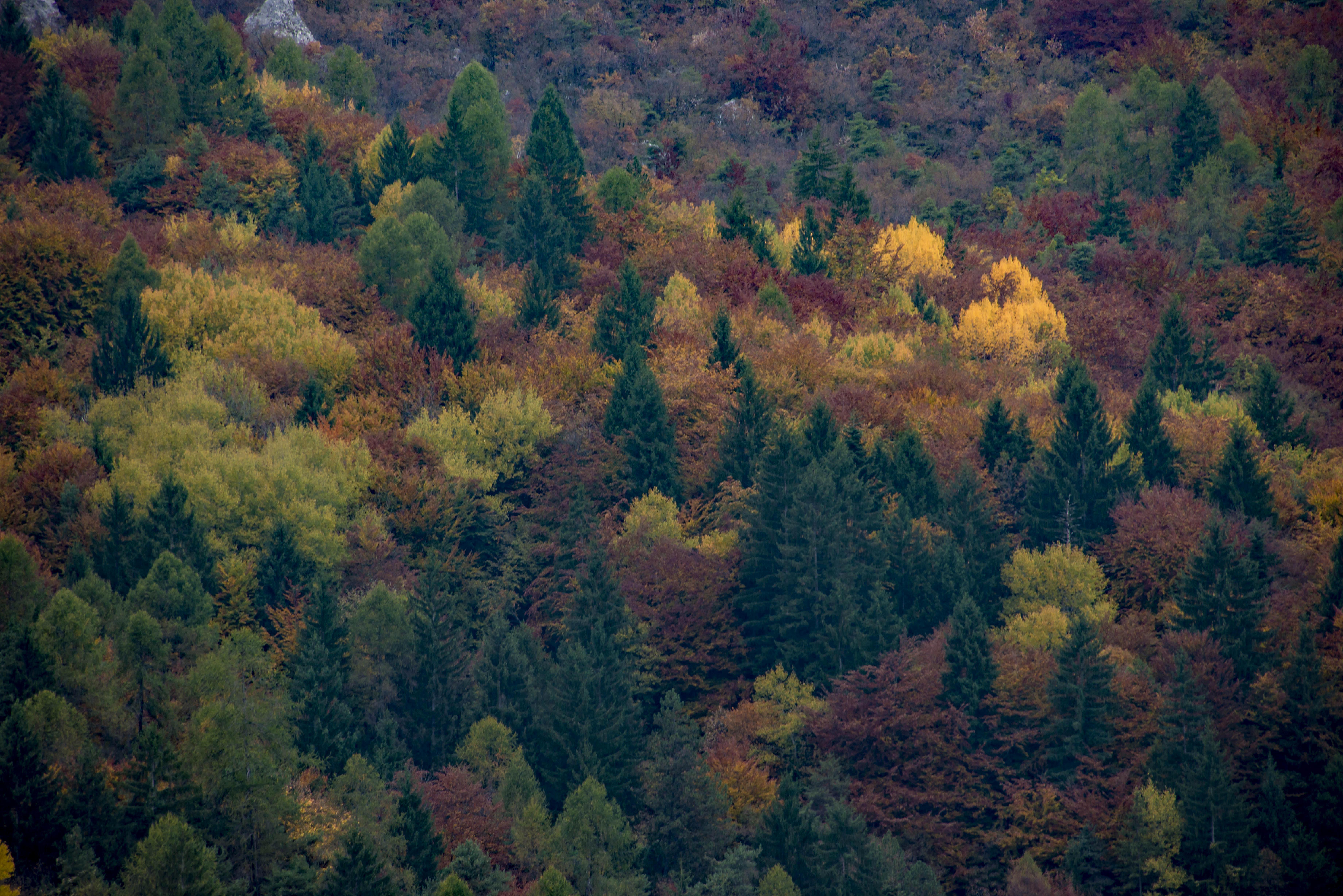 l'autunno nelle Dolomiti di walterferretti