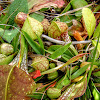 Parrot Pitcher Plant