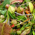 Parrot Pitcher Plant