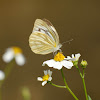 Cepora nerissa 黑脈園粉蝶