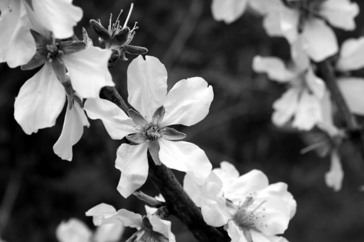 Il fiore primaverile di Siberiana