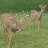 White tail deer