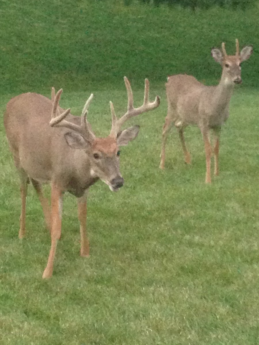 White tail deer