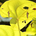 Bagworm Moth