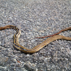 Copperhead Ratsnake