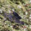 Black Cone-headed Grasshoppers