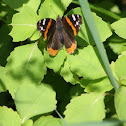 Red Admiral