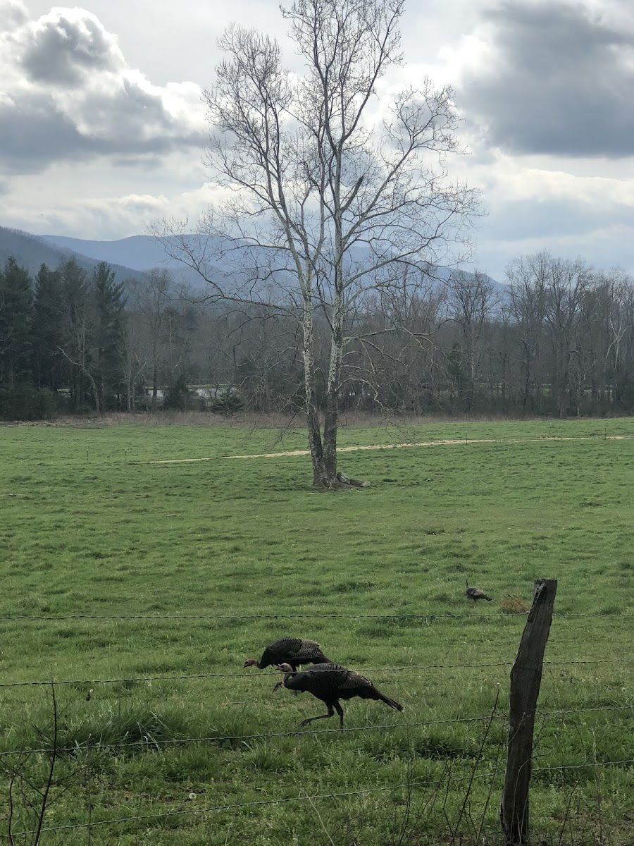 Bronze Turkey