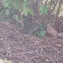 Eastern harvest mouse