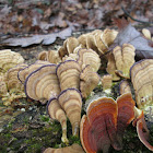 Violet-toothed Polypore