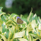 Plains Cupid