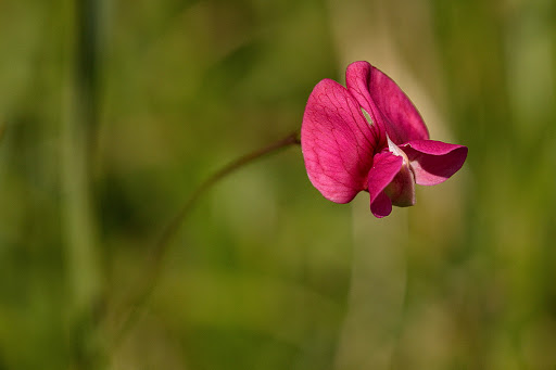 Lathyrus nissolia