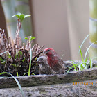 House finch