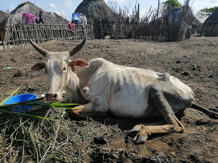 An emaciated cow in Witu, Lamu West.