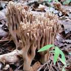 Crown tipped Coral Fungus