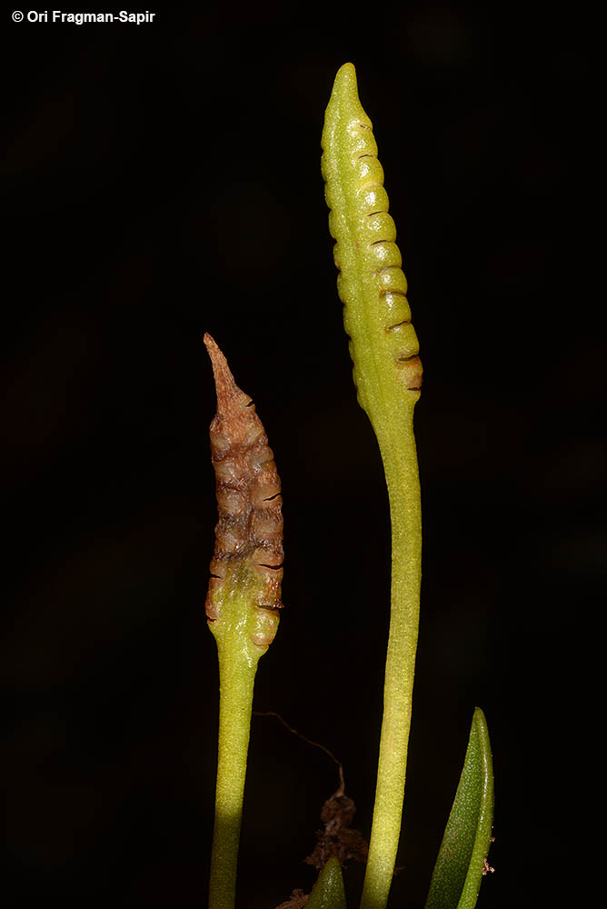 Least adder's-tongue