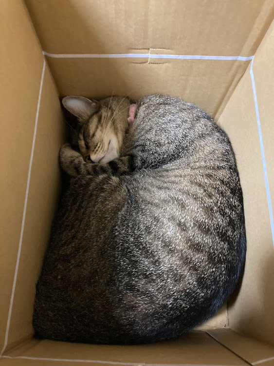 RX-7のねこちゃんに関するカスタム事例の投稿画像5枚目