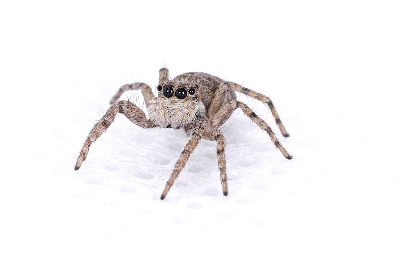 jumping spider di Salvatore Maria Messana