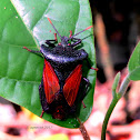 Giant Stink Bug