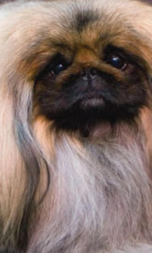 Pekingese Wallpapers