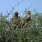 eagles on nest