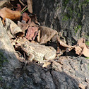 American Toad